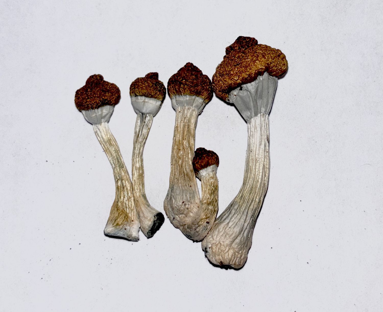 Old Dirty Penis Envy - raw